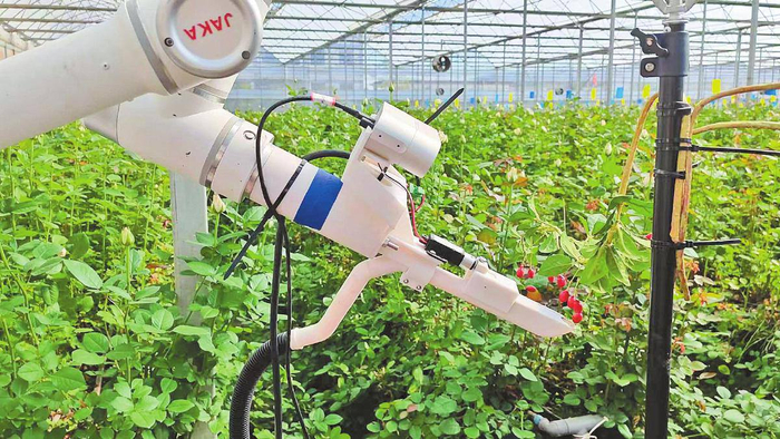 机器人采摘鲜花。省农业农村厅供图